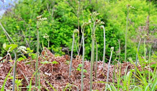 【山菜の代表格】わらびってこんな所に生えるの？