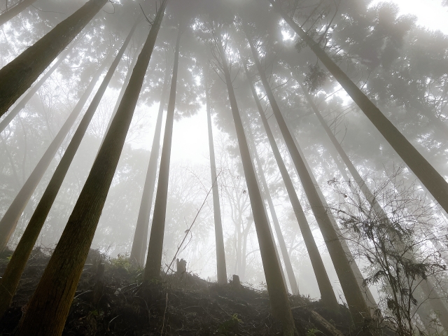 霧の中の登山道