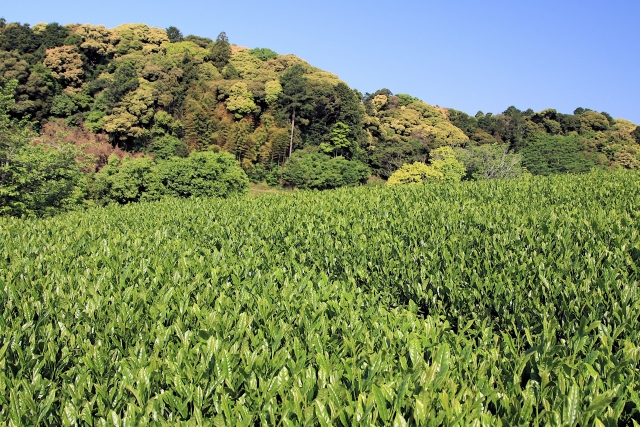 山の固定資産税