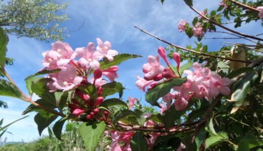 タニウツギの花