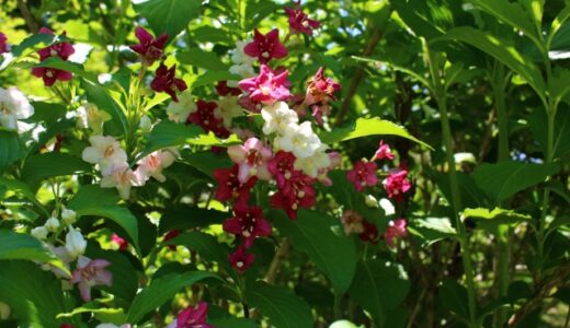 山に咲くウツギの花はピンクだけ？各地域の生育地を紹介！