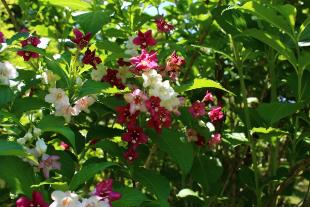 ウツギの花