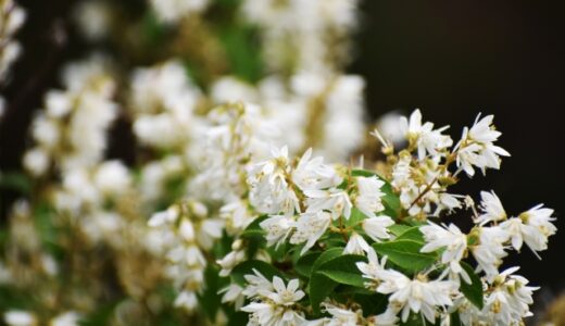 ヒメウツギの花