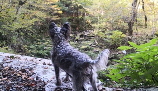 山を探検中の犬