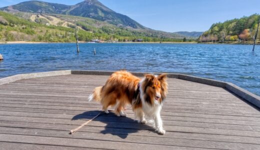 海の近くで遊ぶ犬