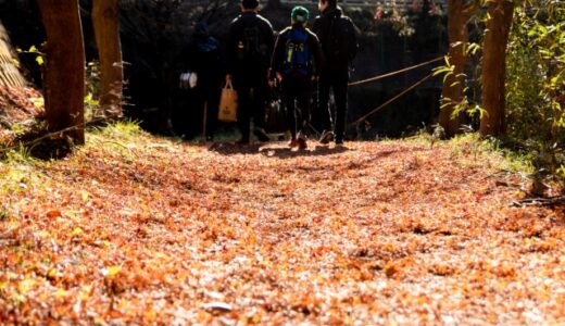 落ち葉が大量の登山道