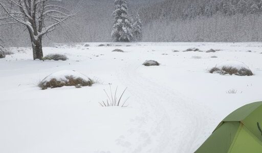 【山菜】残雪期の採取ポイント | 正しい見分け方のコツ