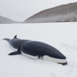 【クジラ】海中で魚の群れを追う捕食の瞬間 | 冬の北海道での観察記録 をイメージした 広角の風景、冬 の写真